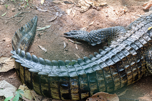 Scaly tail of a large crocodile