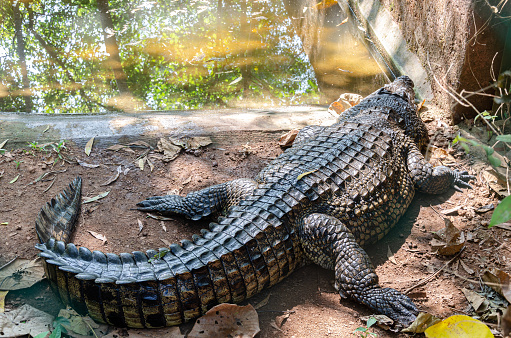 Large crocodile besides a pond.