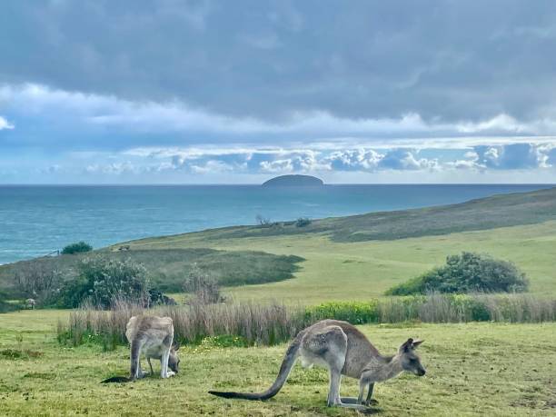 istock Wild Kangaroos on Ocean Headland 1916143320