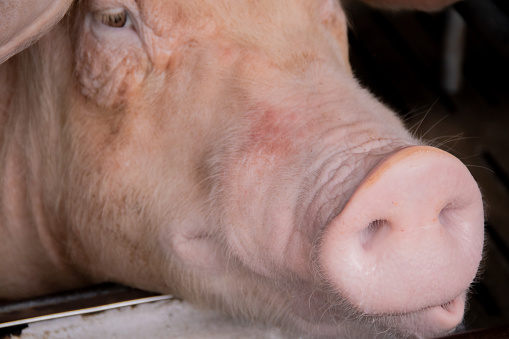 Close-up of a pig's nose