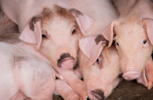 Close-up of piglets on the farm