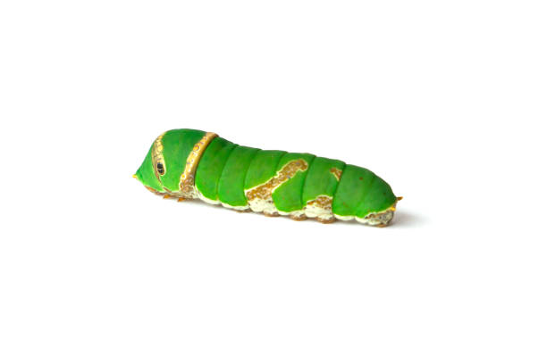 Japan Wildlife