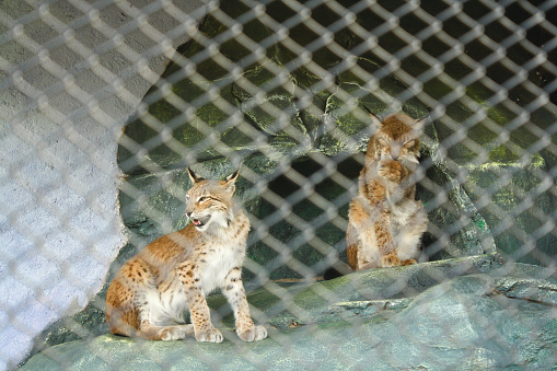View of young Eurasian Lynx with black spots on brown fur in cage. No people.