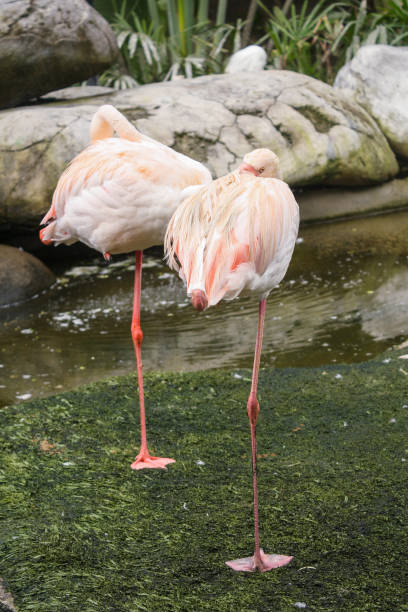 istock Two flamingos standing at the pond 1916165732