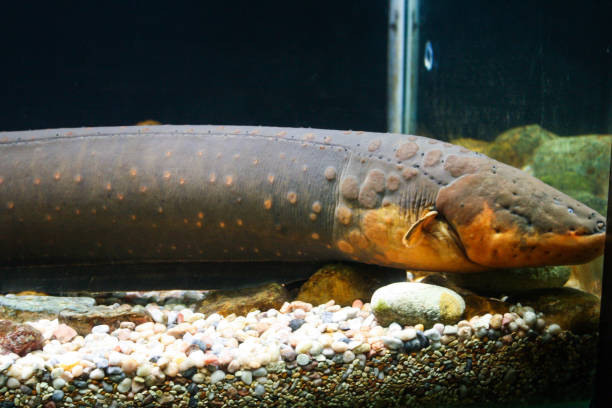 istock Close up view of electric eel in aquarium 1916167369