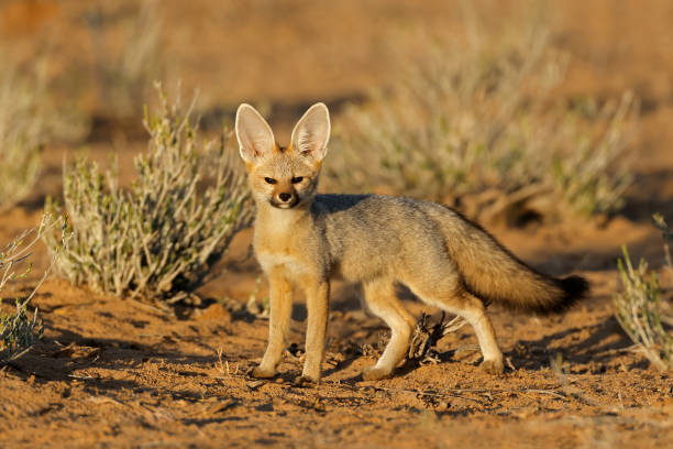 a cape fox (vulpes chama) in early morning light, kalahari desert, south africa - renard du cap photos et images de collection