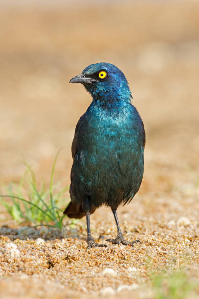 alert greater blue-eared starlings (lamprotornis chalybaeus), kruger national park, south africa - greater blue eared glossy starling photos et images de collection