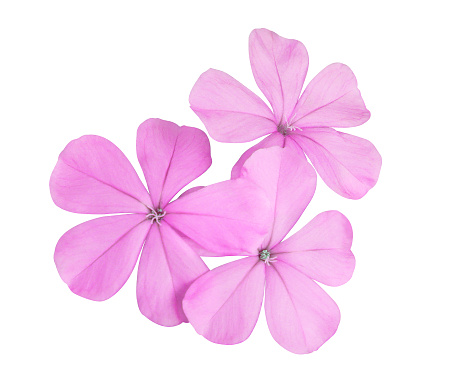 White plumbago or Cape leadwort flower. Close up pink flower bouquet isolated on white background.