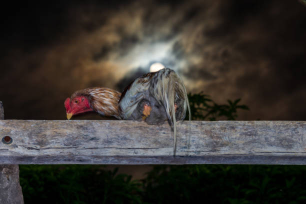 the rooster perched on a stand under the moonlight - full moon audio stock-fotos und bilder