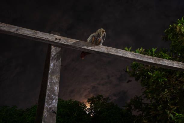 the rooster perched on a stand under the moonlight - full moon audio stock-fotos und bilder