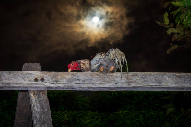 the rooster perched on a stand under the moonlight - full moon audio stock-fotos und bilder