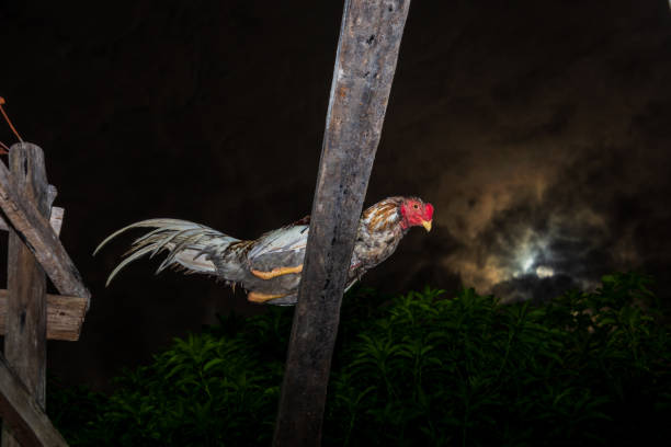 the rooster perched on a stand under the moonlight - full moon audio stock-fotos und bilder