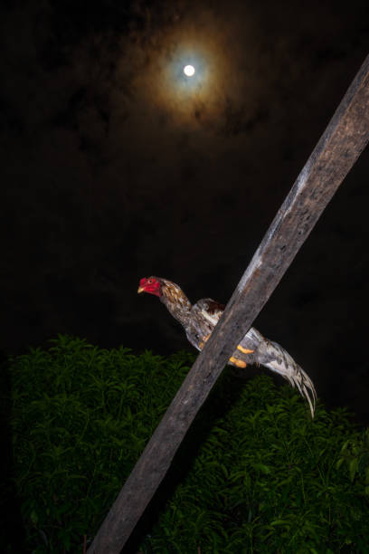 the rooster perched on a stand under the moonlight - full moon audio stock-fotos und bilder