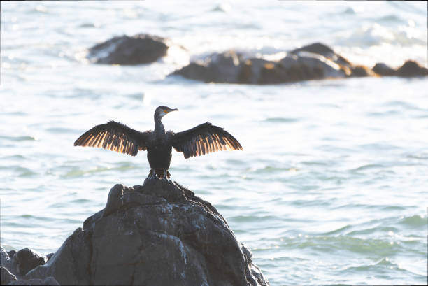 istock Japanese Cormorant opening wings on rock 1916168013