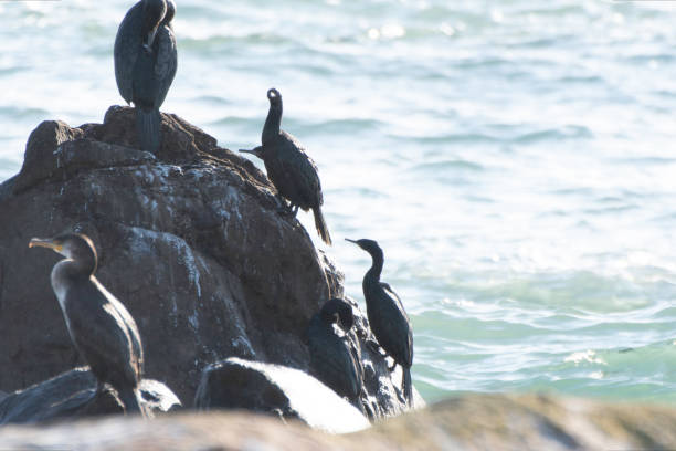 istock Pelagic Cormorants on sharp slope of rock 1916168017