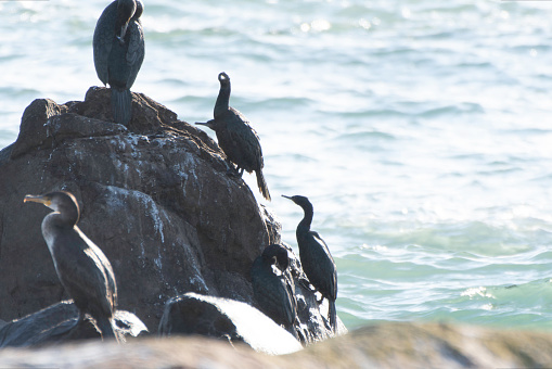 Pelagic Cormorants on sharp slope of rock