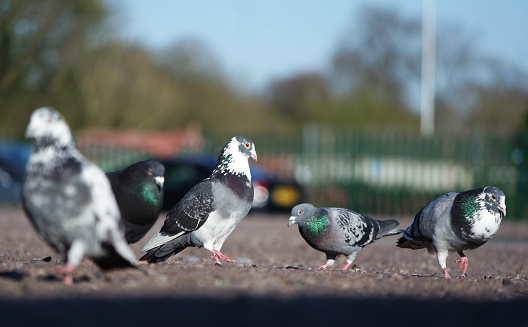 Cute Pigeon Birds in a Car Park of Local Public Park of Luton city of England UK