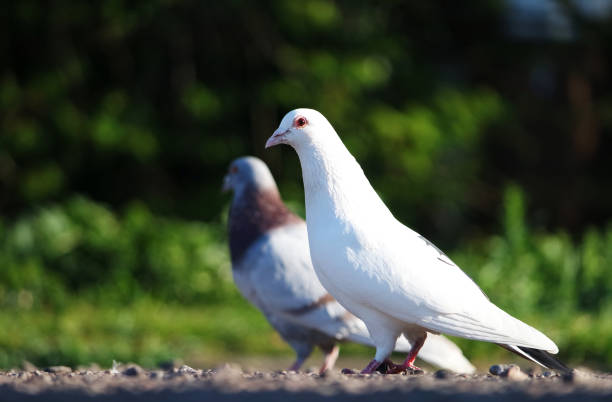 istock Cute Pigeon Bird in a Car Park 1916169079