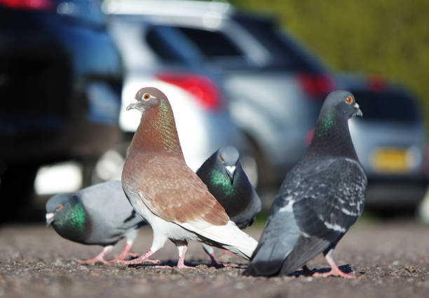 Cute Pigeon Birds in a Car Park of Local Public Park of Luton city of England UK
