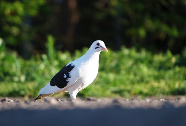 Front view of the face of Rock Pigeon face to face.Rock Pigeons crowd streets and public squares, living on discarded food and offerings of birdseed