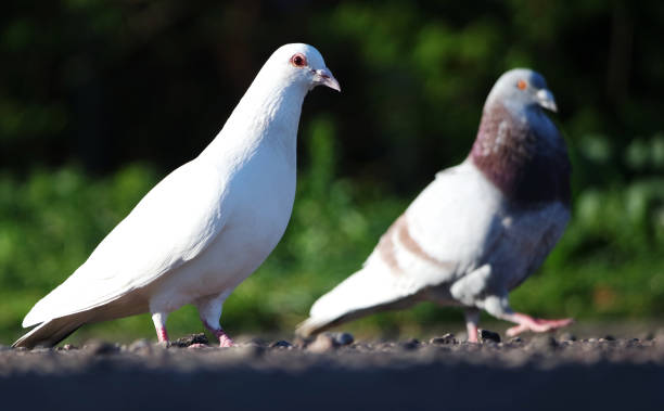 istock Cute Pigeon Bird in a Car Park 1916170128