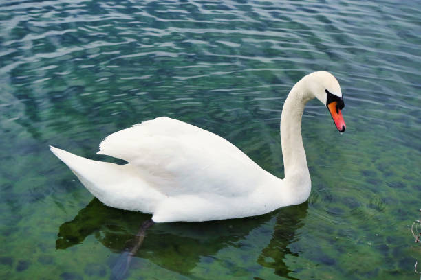 istock Cute White Swan at Lake of England 1916183191
