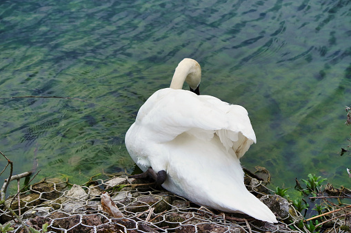 Cute Water Bird at Lake of Milton Keynes England