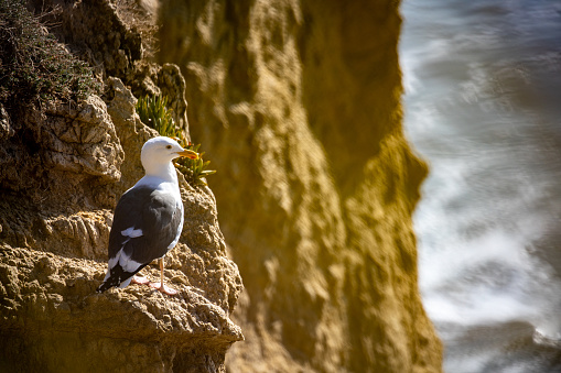 A seagull sitting on a cliff next to the ocean