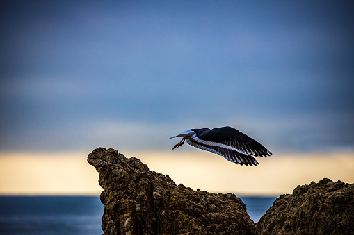 A seagull in fly over a rock with ocean background.