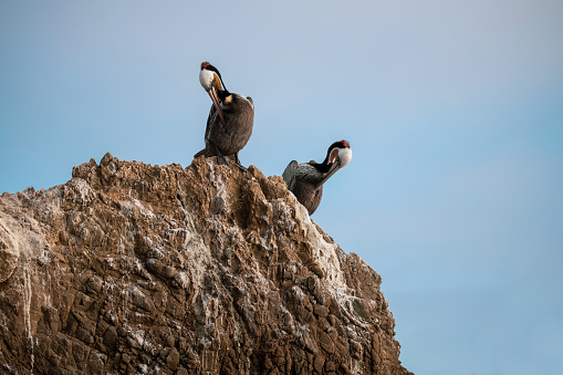 Two pelicans resting on a cliff with blue sky background.