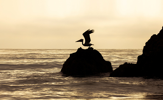 A silhouette pelican spreading wings ready to take off from a rock in the ocean.