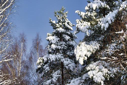 Fir green trees and grass covered with snow, white cloudy sky background
