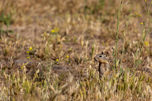 Ground squirrel camouflage among the plants.