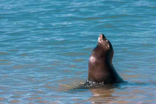 Seals in Mexico. Image taken near Loreto, Mexico on Coronado Island.