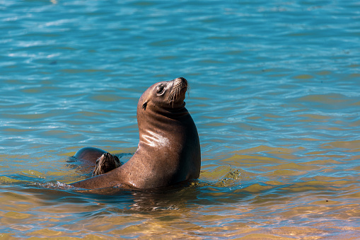 Sea lions sun bathing on the shore