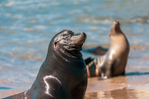 Sea lions sun bathing on the shore