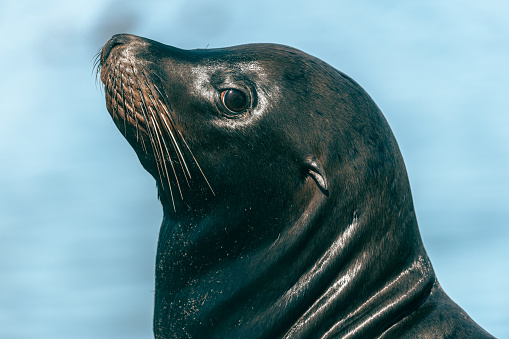 Black California sea lion headshot