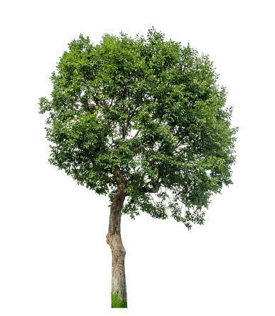 Tree isolated on white background with clipping path and alpha channel.