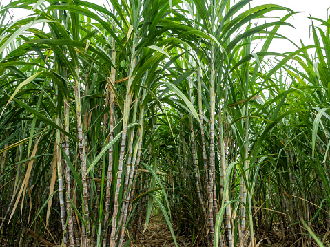 Sugarcane on white background with clipping path, suitable for print and web pages.