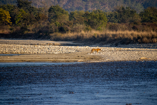 Uttarakhand's scenic beauty,lions gracefully crossing the river.High quality image