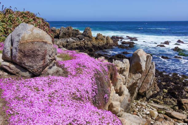 istock Rugged Coastline with blooming ice-plants at Asilomar State Beach. Pacific Grove, Monterey County, California, USA. 1916300426