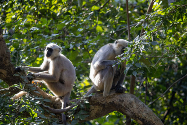 istock The Graceful Monkeys in Uttarakhand's Treetops 1916309191