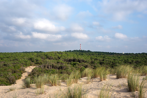 Forest and sand dunes  of the Coubre wild coast  in Charente maritime