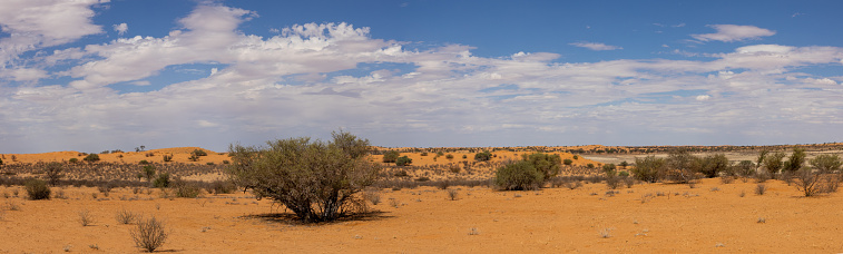 Arid Kalahari Landscape with clouds and dunes, near Gharagab in the Kgalagadi Transfrontier Park