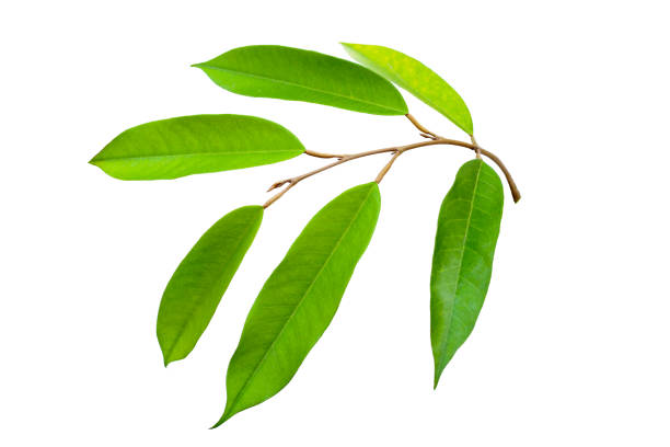 istock Durian leaves on white background. 1916364939