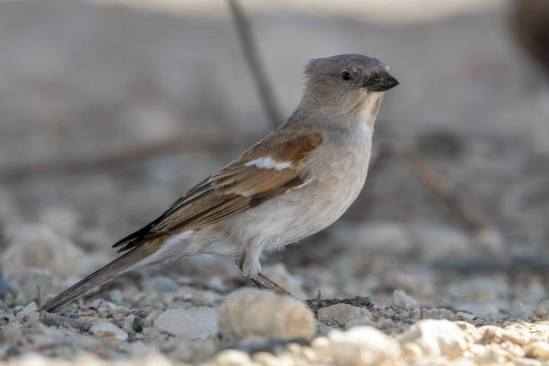 Southern grey-headed sparrow (Passer melanurus) (Gryskopmossie) in the Kgalagadi Transfrontier Park