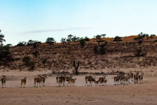 A herd of Twenty-one Common Eland (Taurotragus oryx) (Southern eland) (Eland antelope) near Kamqua in the Kgalagadi Transfrontier Park, Kalahari
