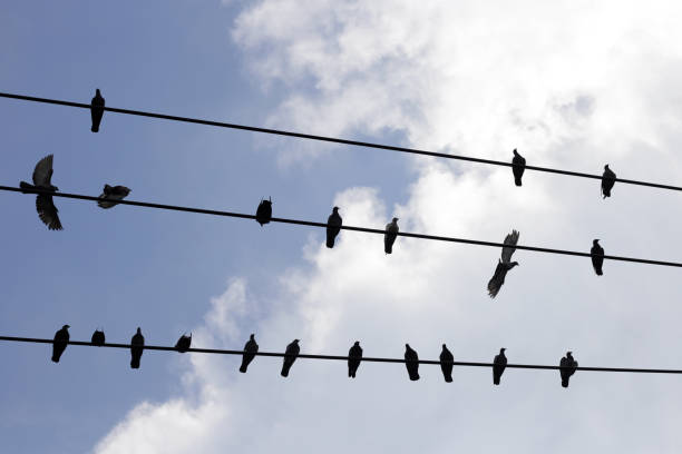 istock Silhouette birds on wire cable against blue sky 1916375620