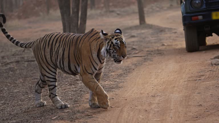 A tigress Bengal Tiger female walking in the woods of Indian forest