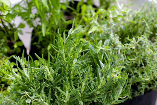 istock Fresh herbs in the garden 1916377195